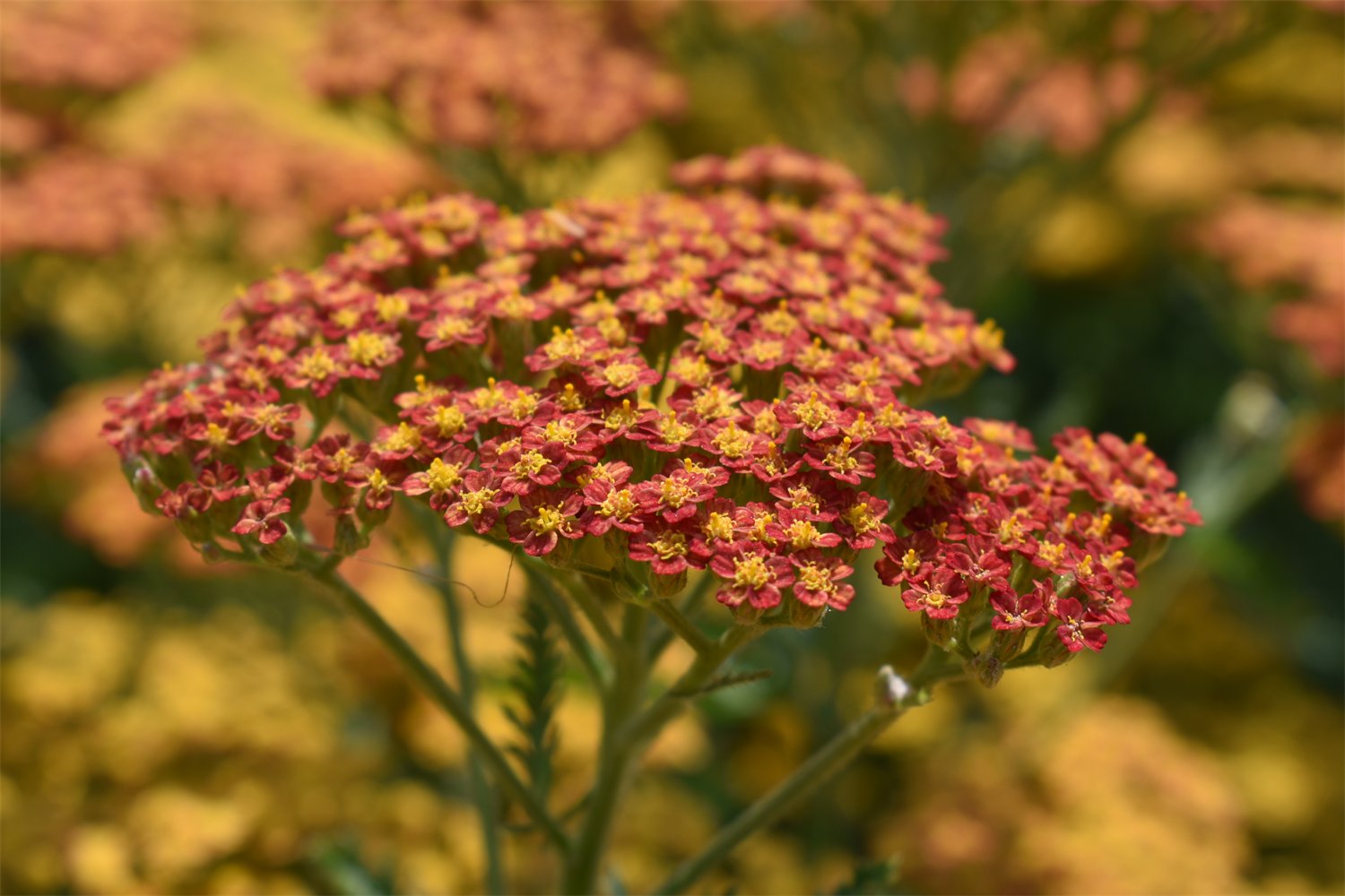 Achillea 'Feuerland'