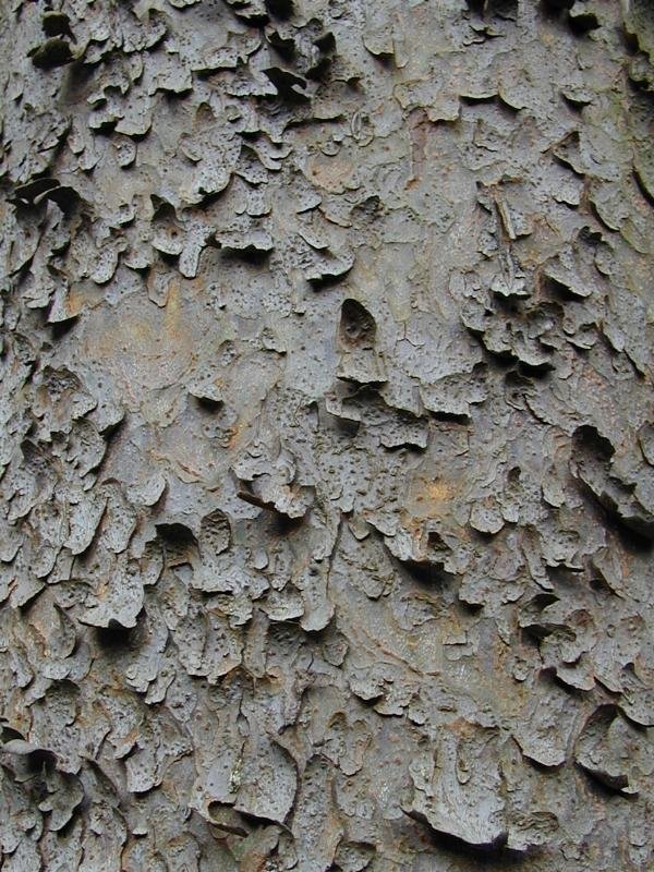  Pinus gerardiana Pinaceae (Pine family)