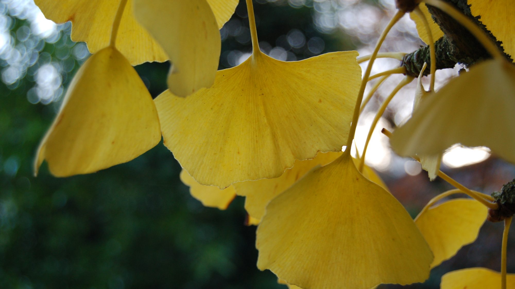 Ginkgo biloba