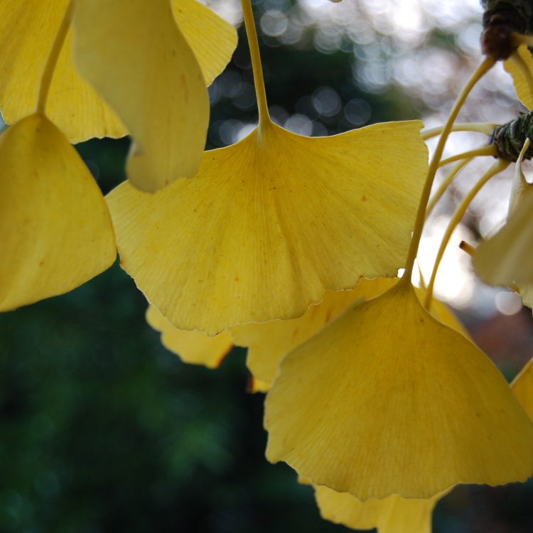 Ginkgo biloba