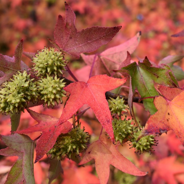 Liquidambar styraciflua ‘Worplesdon’