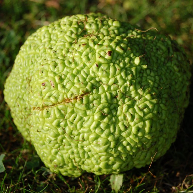 Maclura pomifera