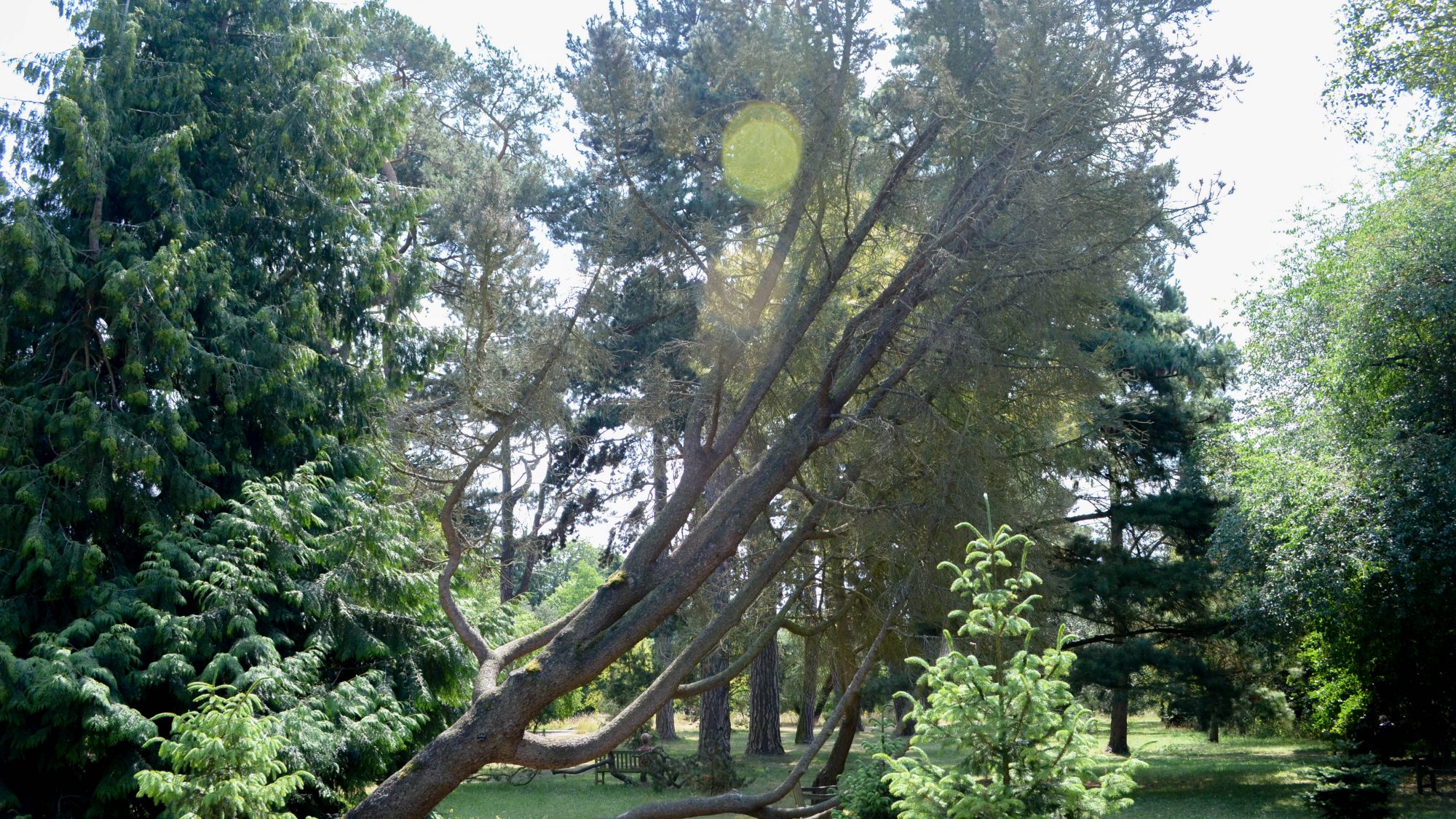  Pinus monophylla (single-needled pine), in the old pinetum. 