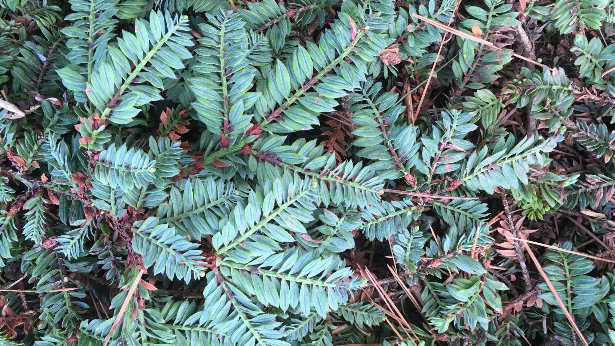 Sequoia sempervirens ‘Prostrata’