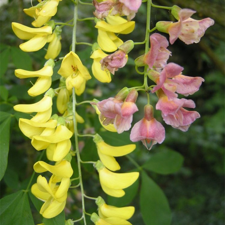 Laburnocytisus adamii