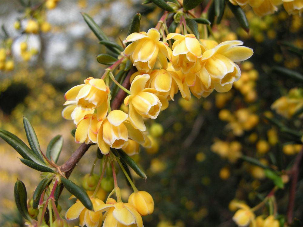 Berberis x stenophylla 'Pink Pearl'