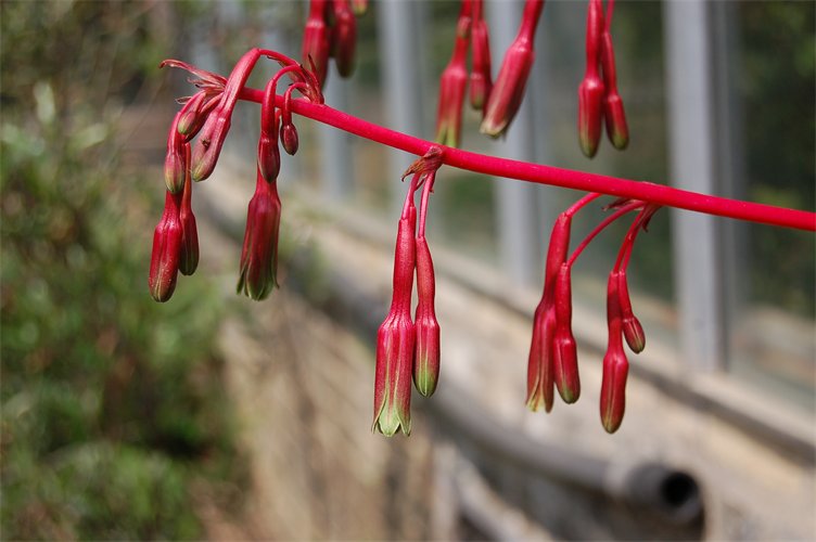 Beschorneria septentrionalis