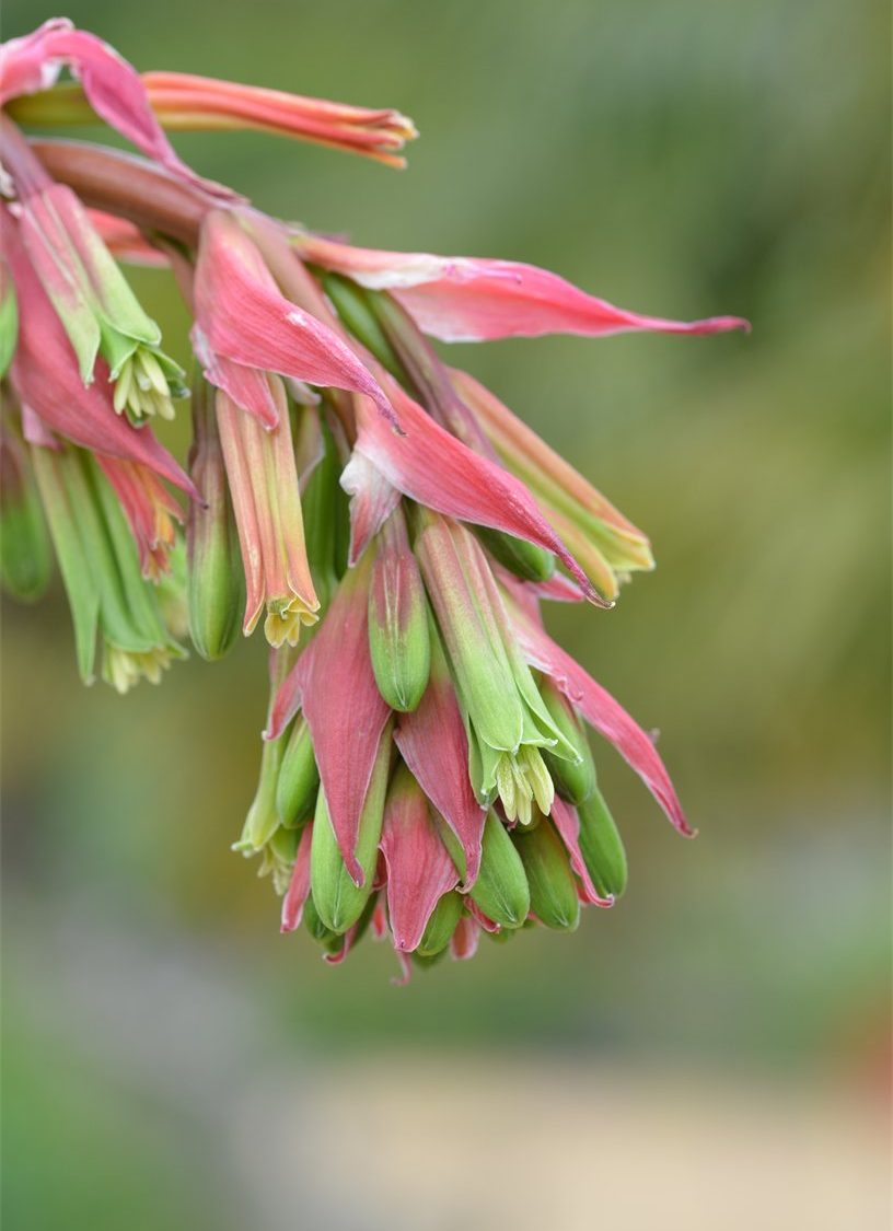 Beschorneria yuccoides