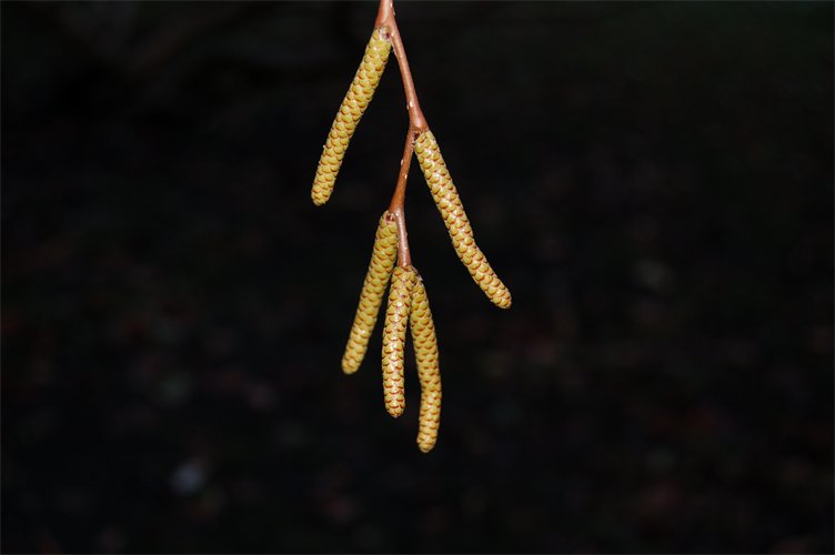 Betula medwediewii