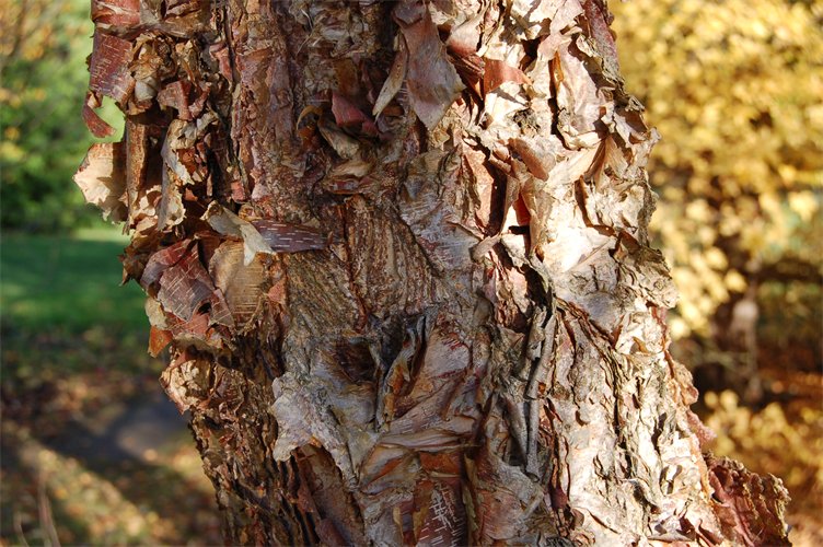 Betula nigra