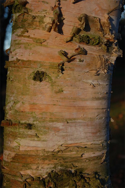 Betula pendula ssp. Szechuanica