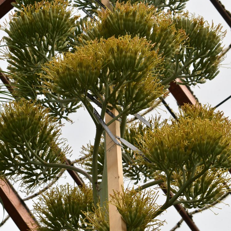 Agave vivipara