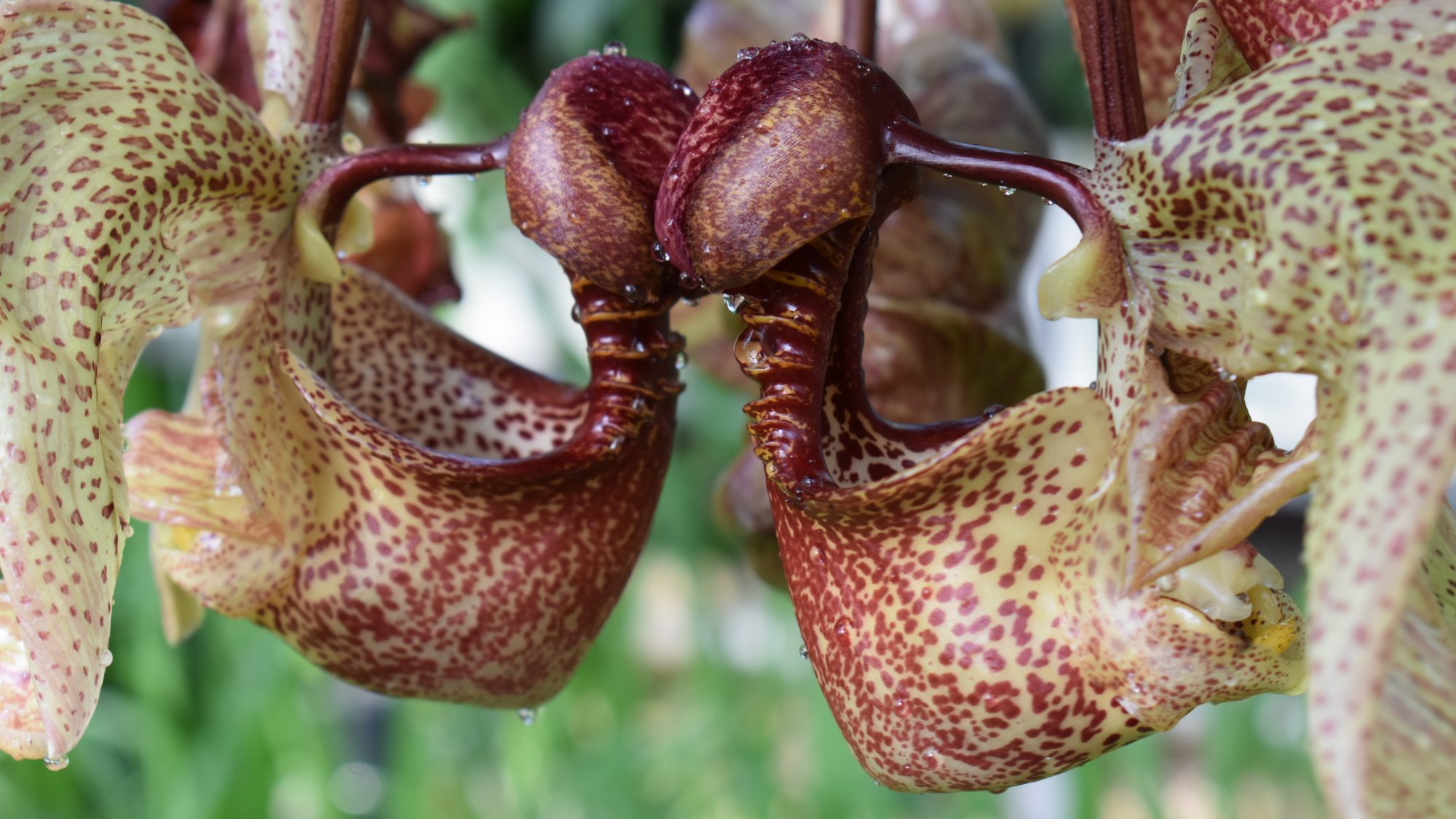 Coryanthes macrantha