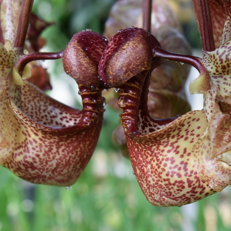 Coryanthes macrantha