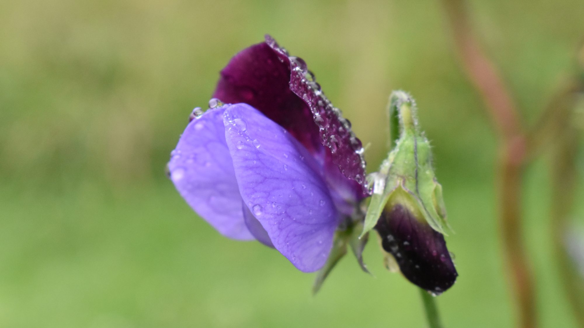 Lathyrus odoratus 'Cupani'