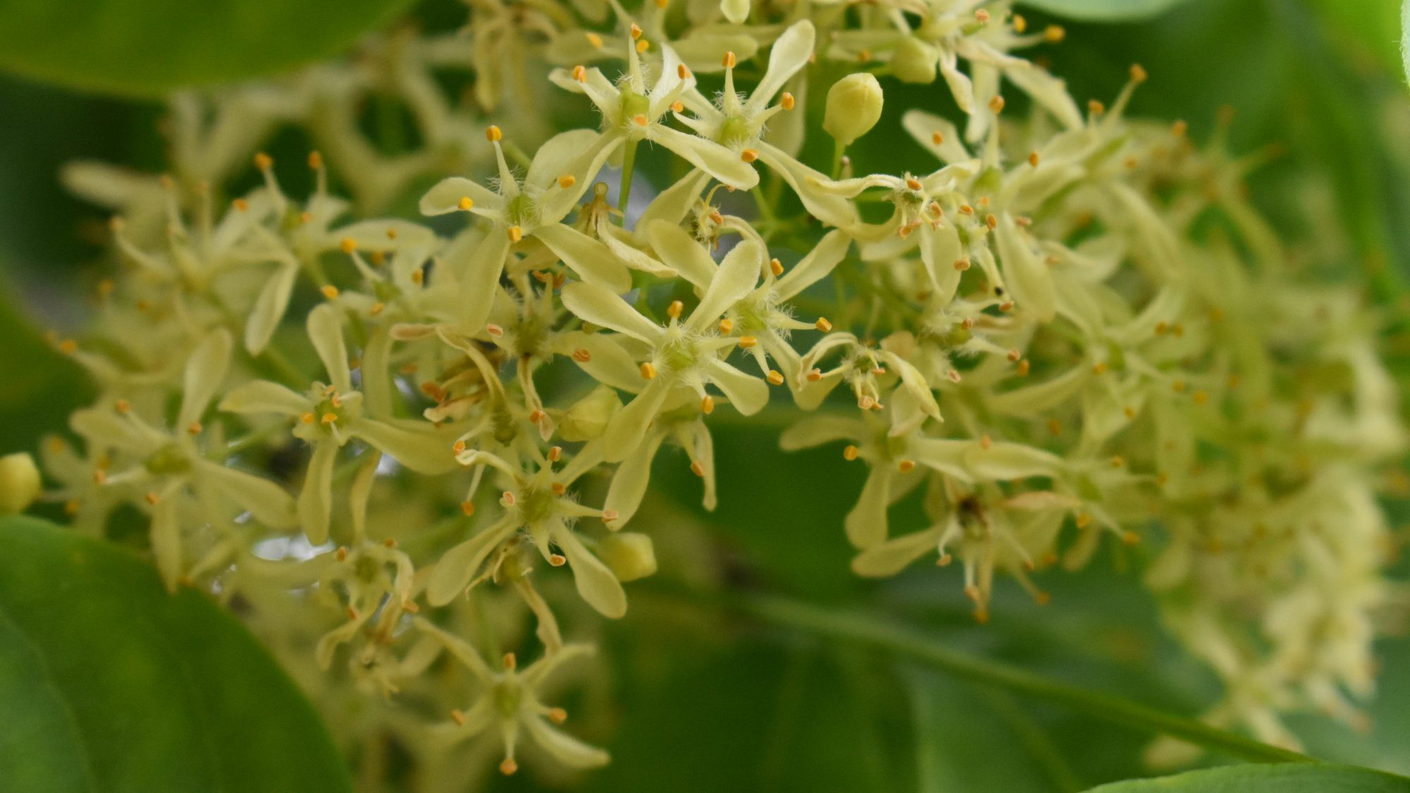 Ptelea isophylla