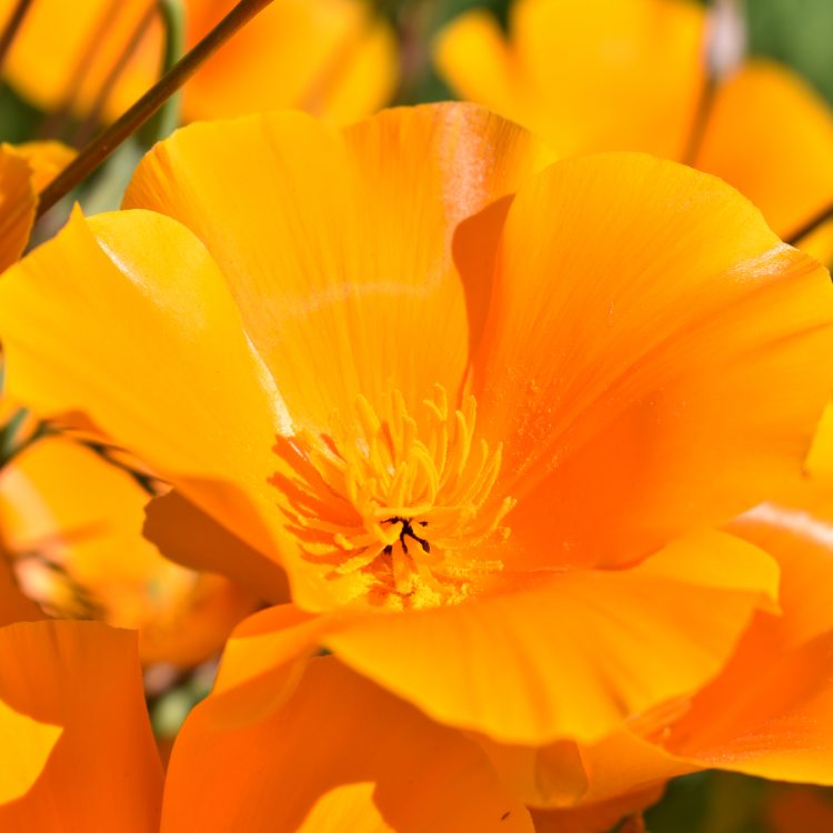Eschscholzia californica