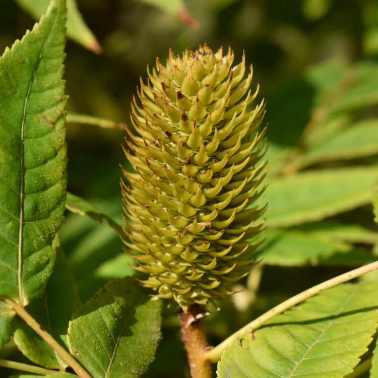 Platycarya strobilacea