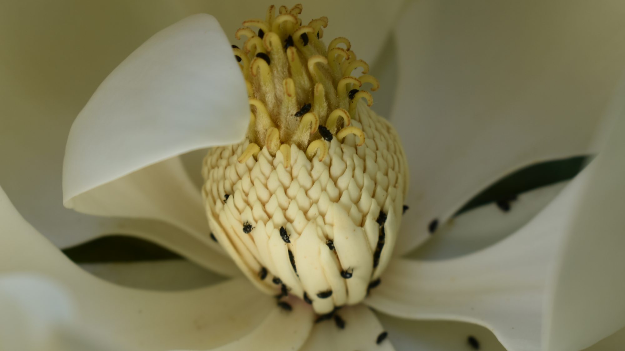 Magnolia grandiflora