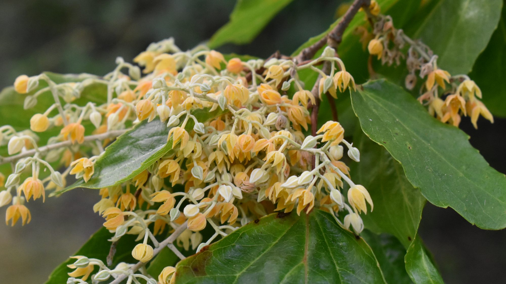 Poliothyrsis sinensis