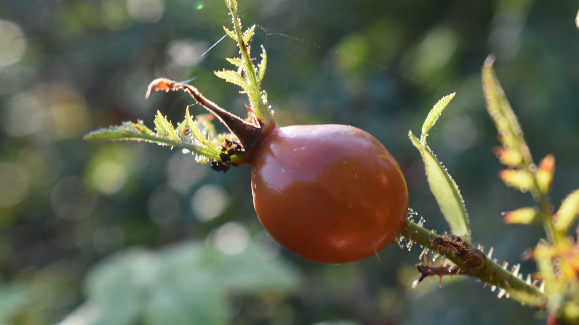 Rosa rubiginosa