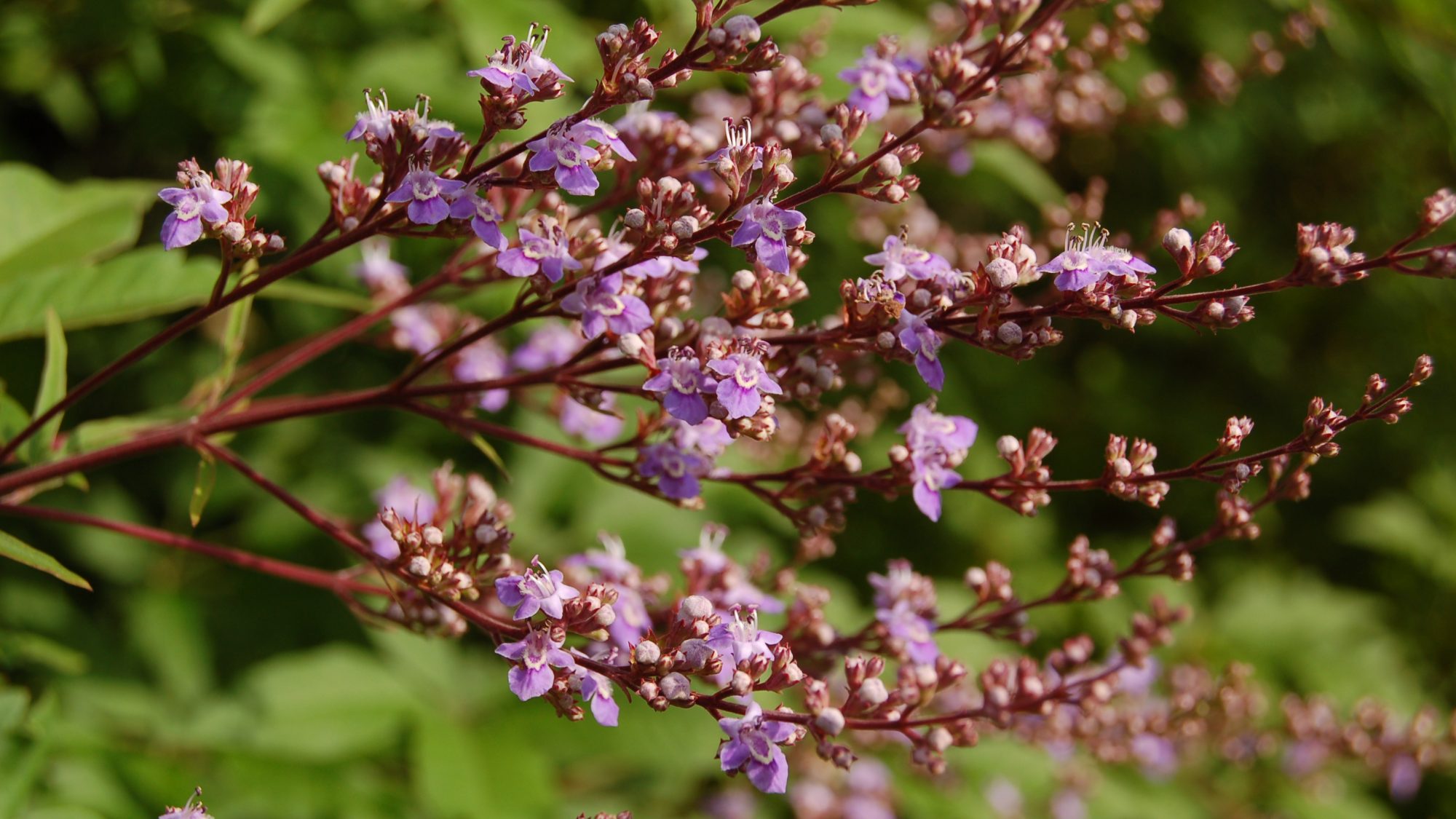 Vitex negundo var. heterophylla