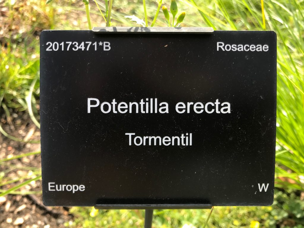 A Cambridge University Botanic Garden Plant label