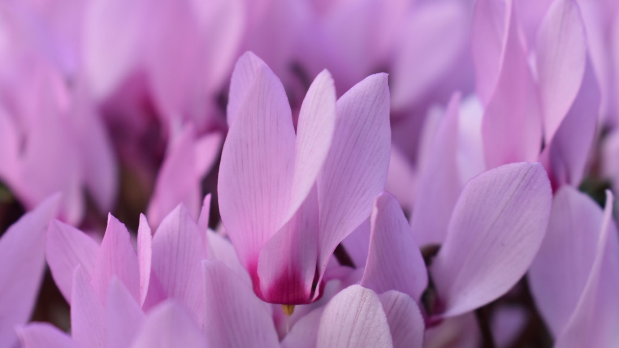 Cyclamen rohlfsianum