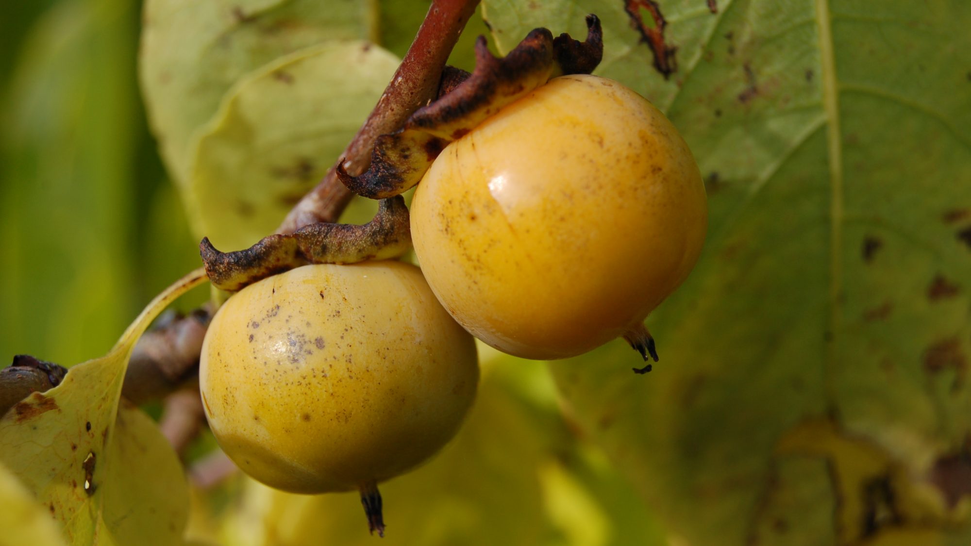 Diospyros virginiana