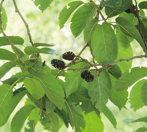 Alnus subcordata