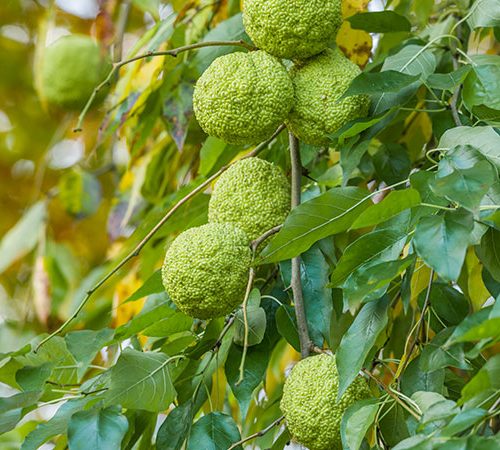 Maclura pomifera