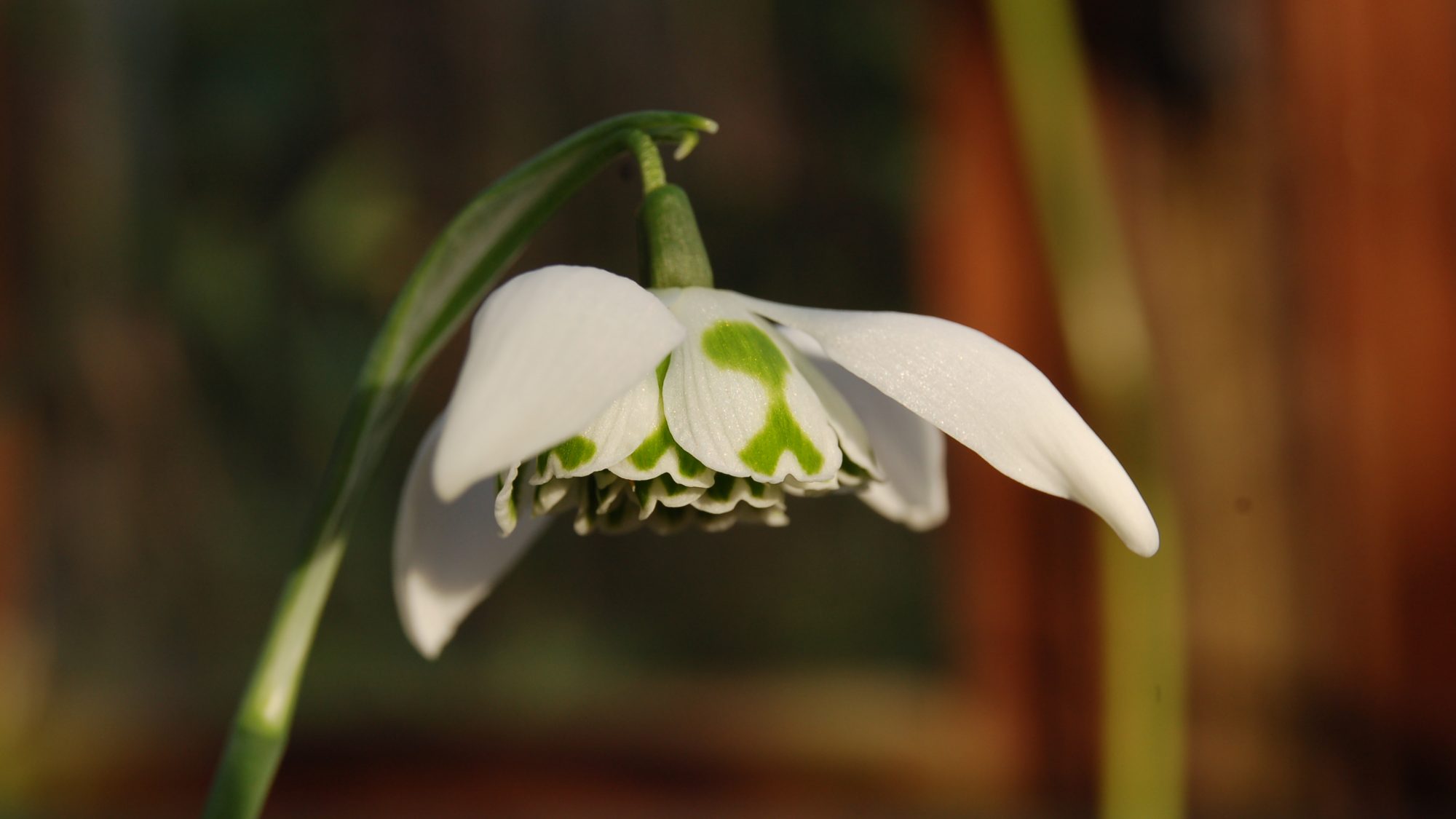 Galanthus 'Richard Ayres'