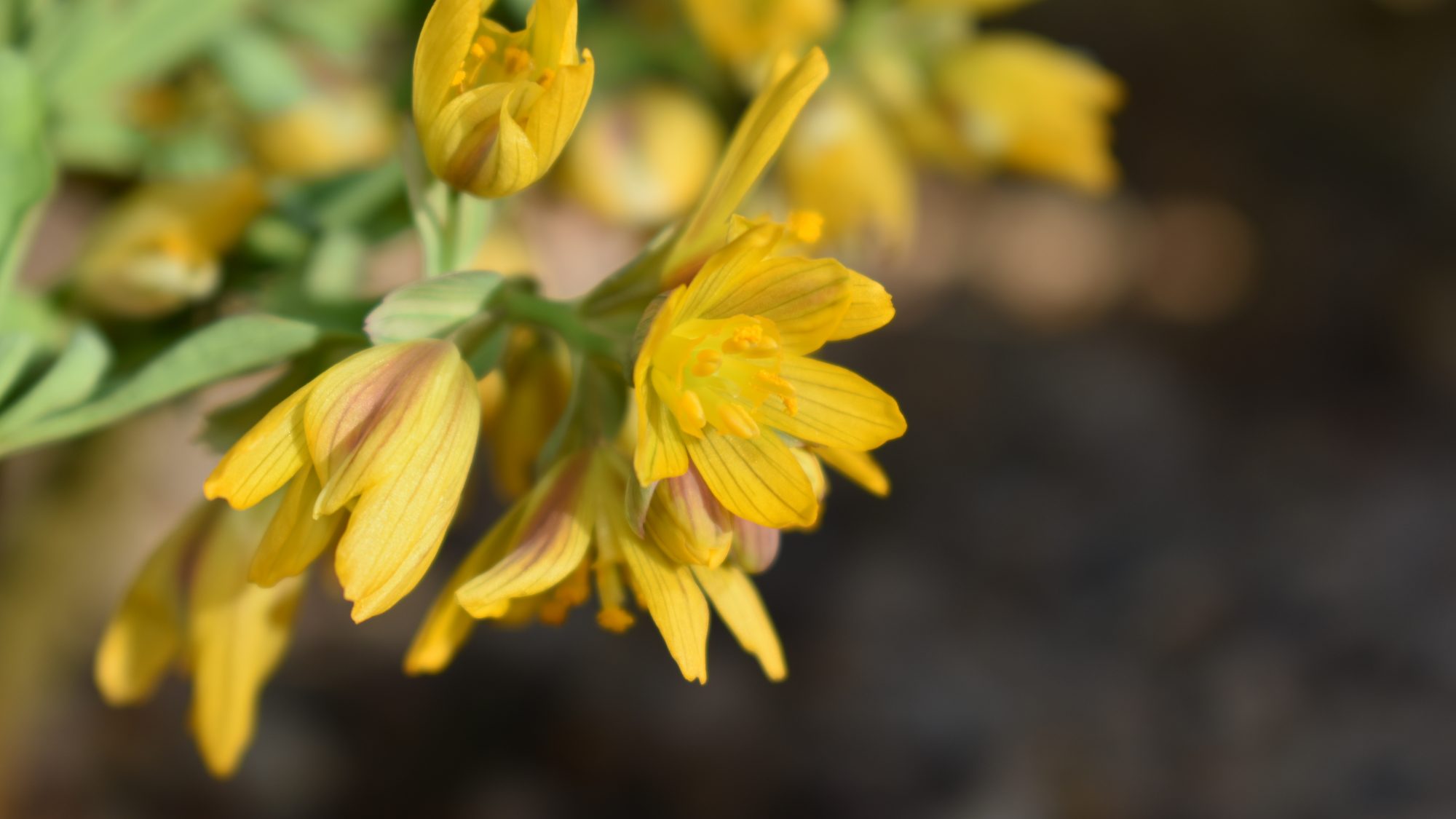 Gymnospermium altaicum