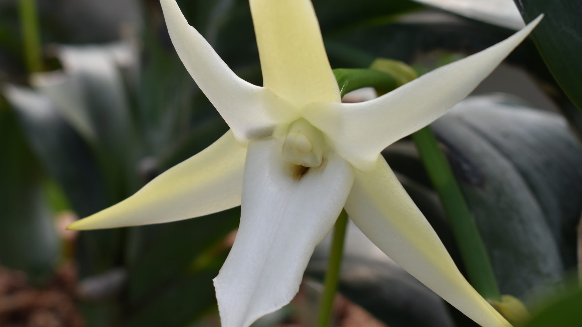 Angraecum sesquipedale, Darwin's orchid.