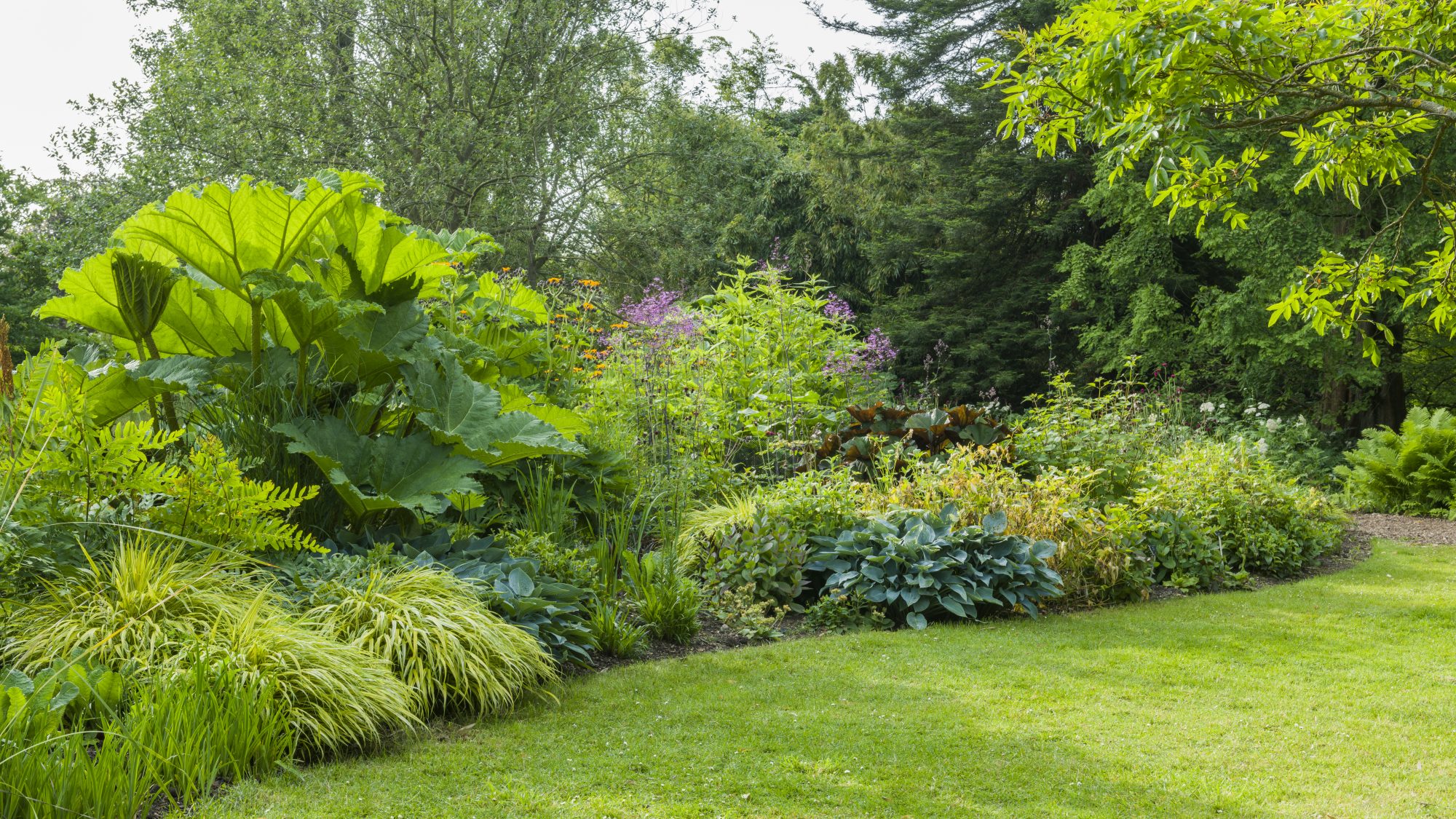 The Stream Garden bursting with summer foliage, including the giant Gunnera manicata.