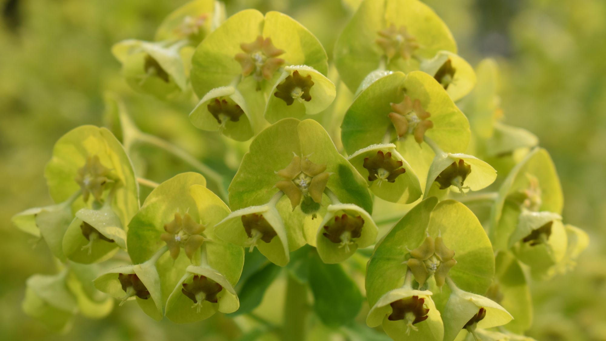 Euphorbia characias ssp. wulfenii