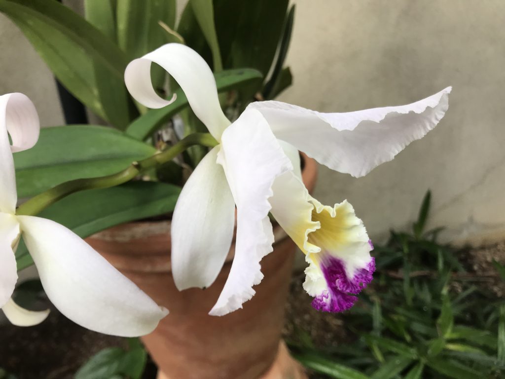 Cattleya Trianae