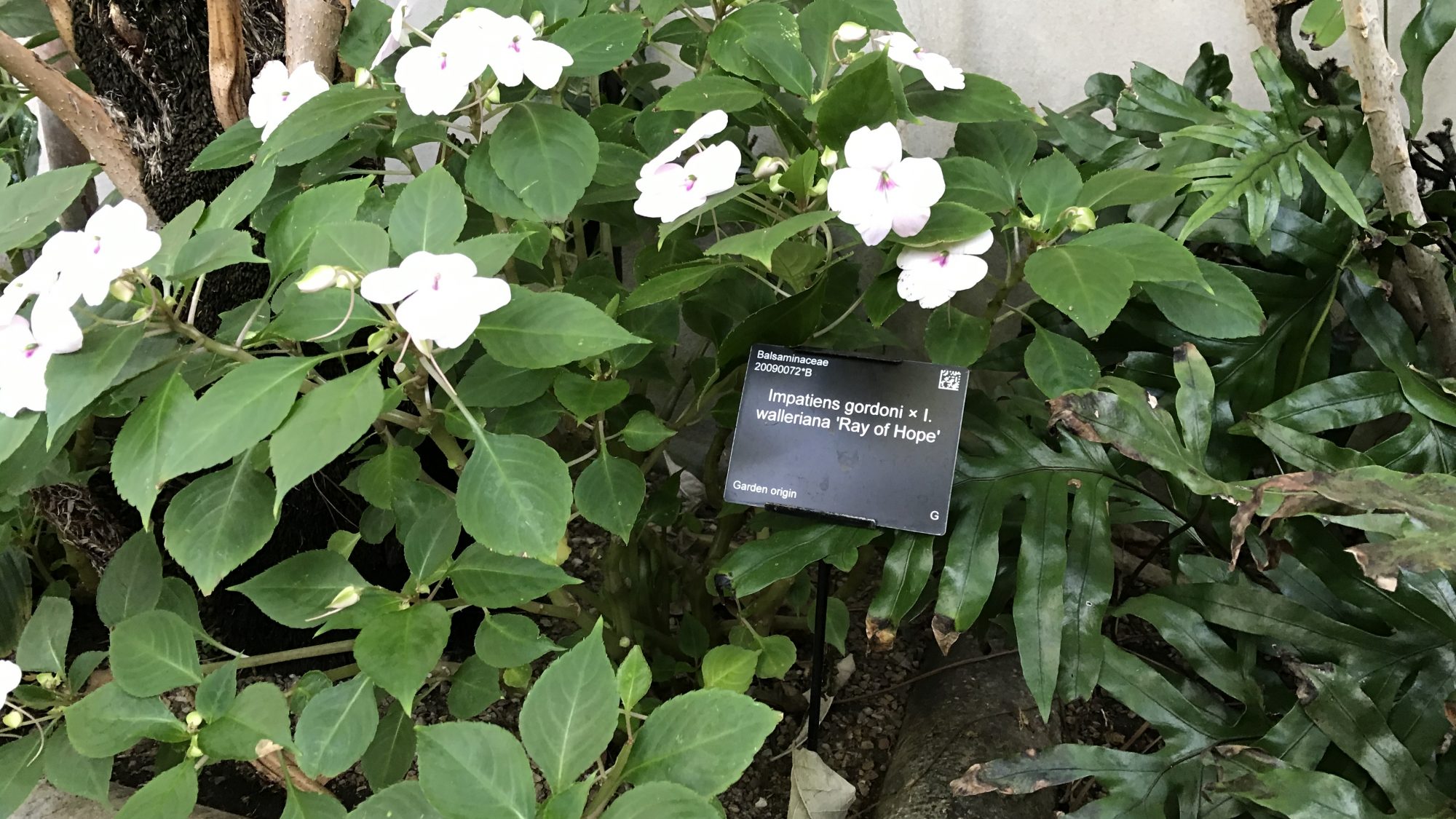 Impatiens gordonii × I. walleriana 'Ray of Hope' 