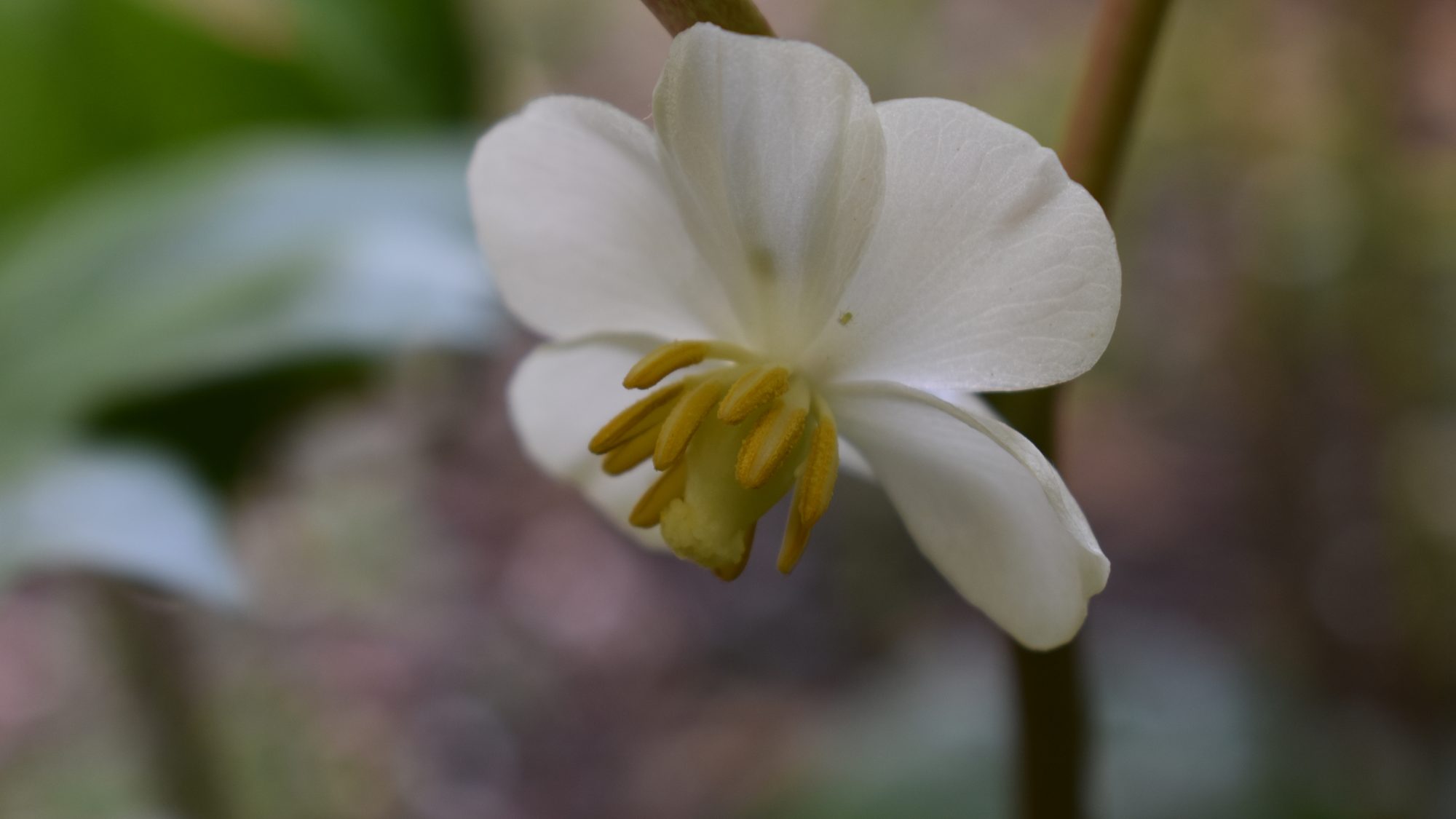 Podophyllum peltatum
