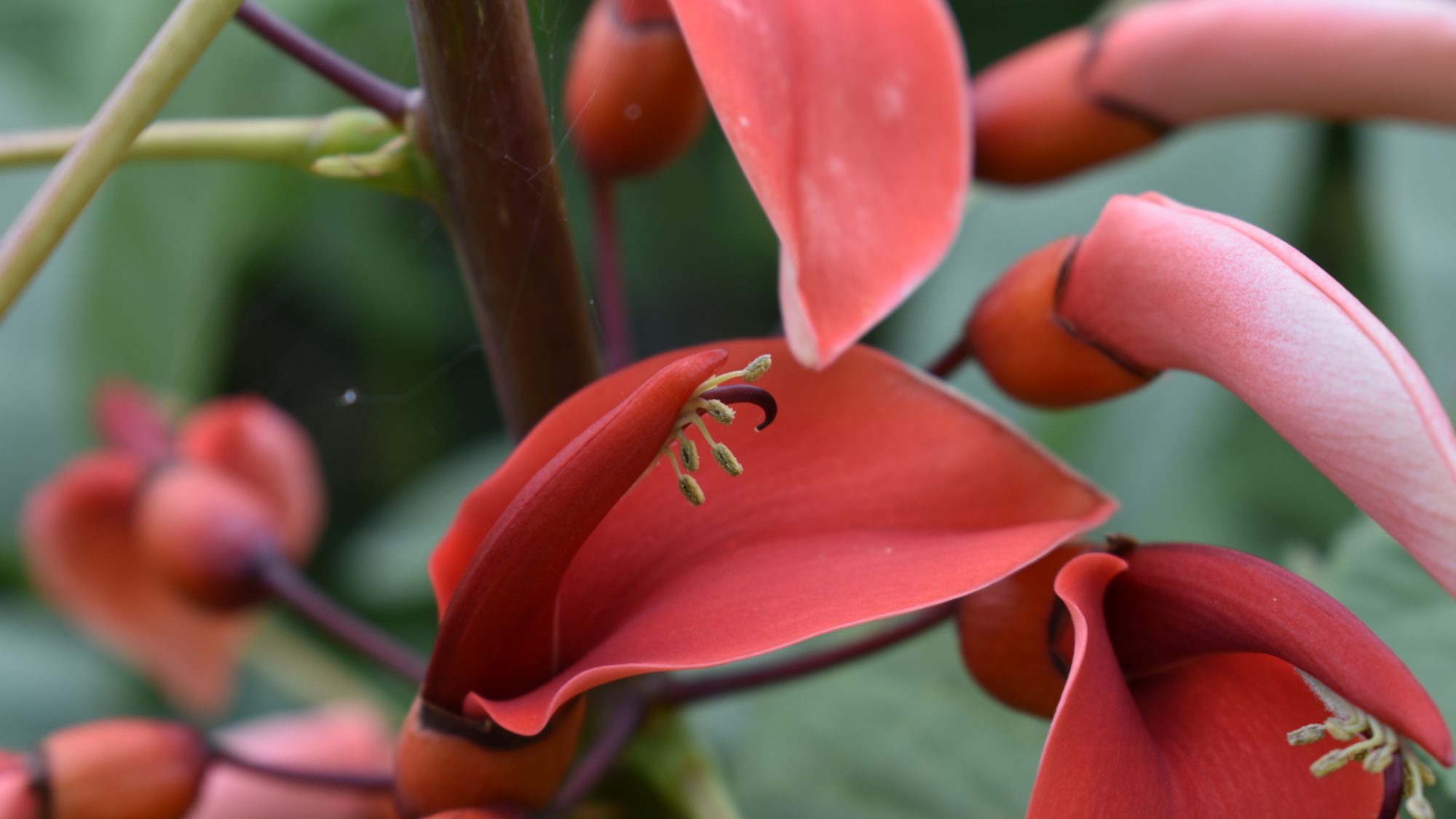 Erythrina crista-galli