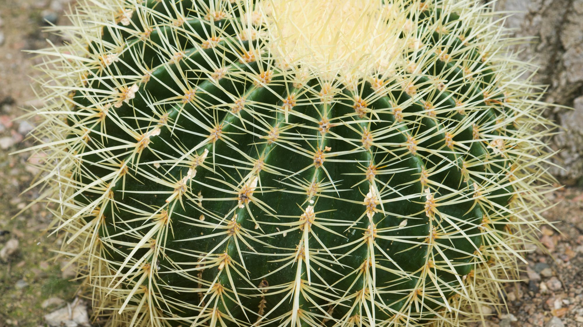 Golden Barrel Cactus