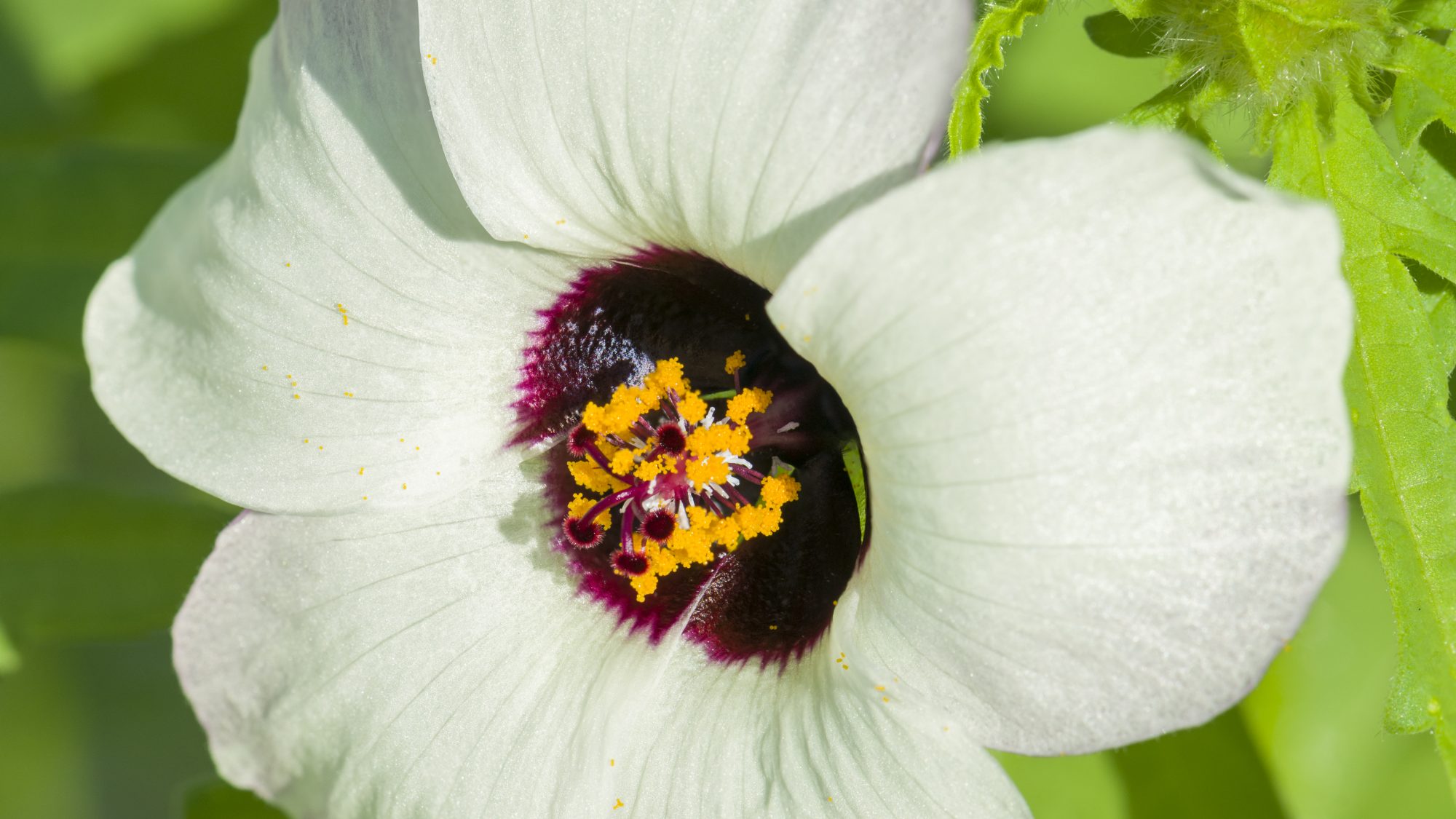Hibiscus trionum