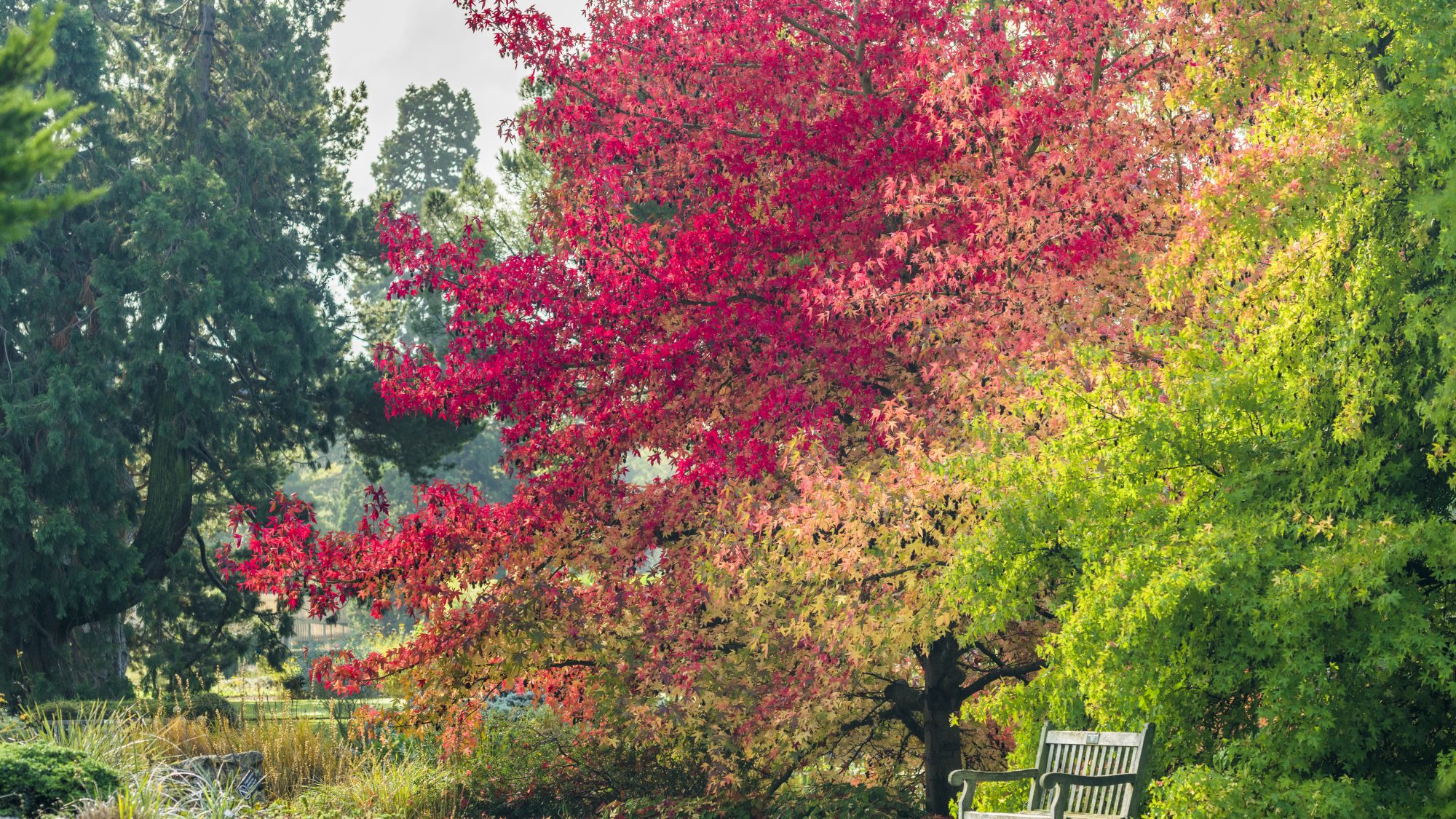 Liquidambar styraciflua 'Worplesdon'