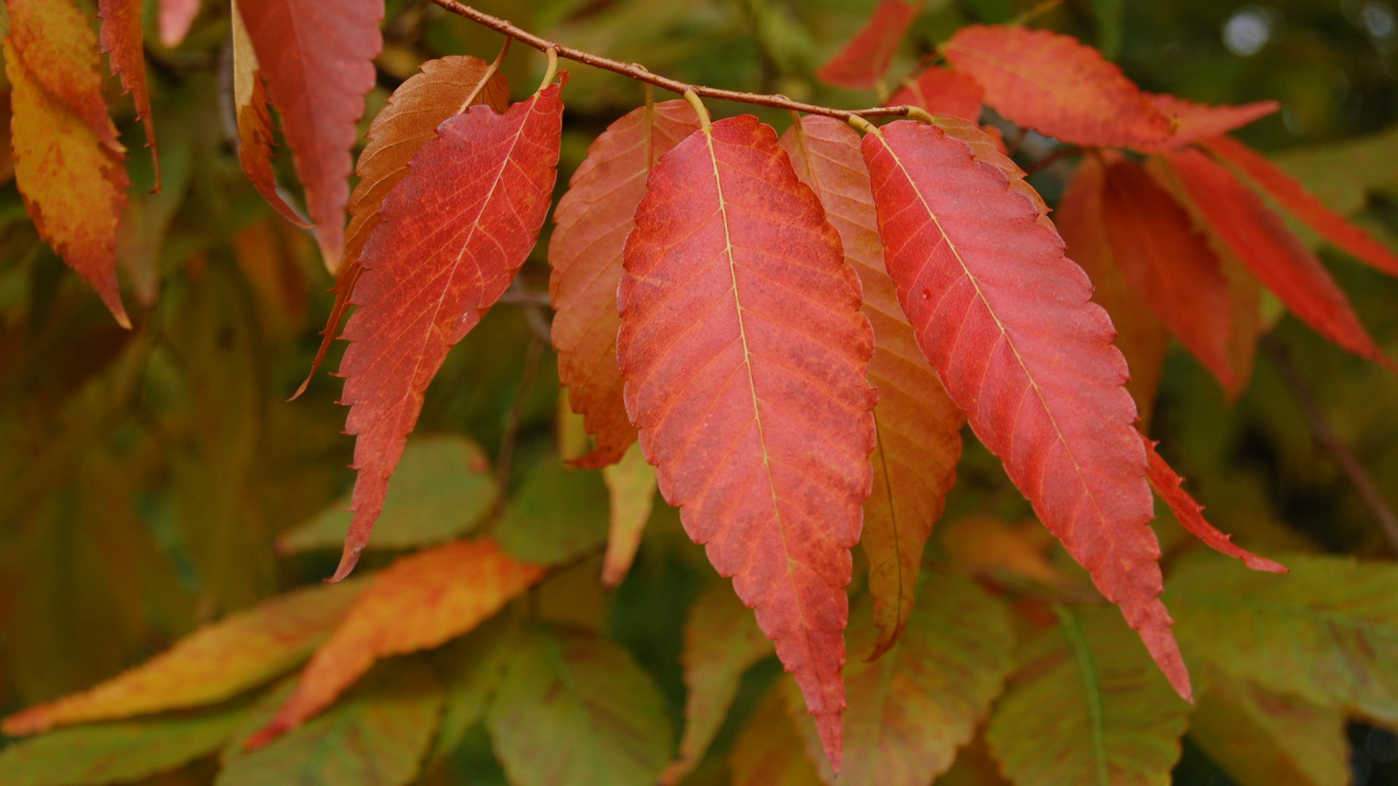 Zelkova serrata