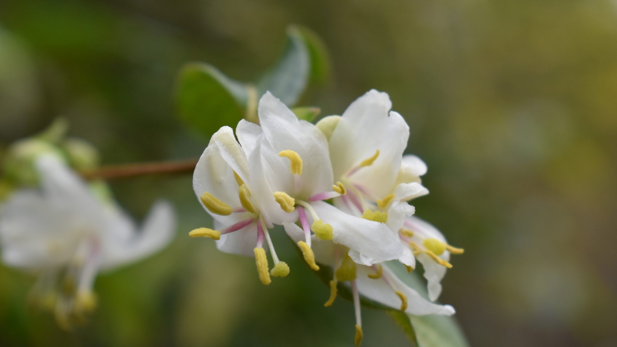 Lonicera standishii var. lancifolia