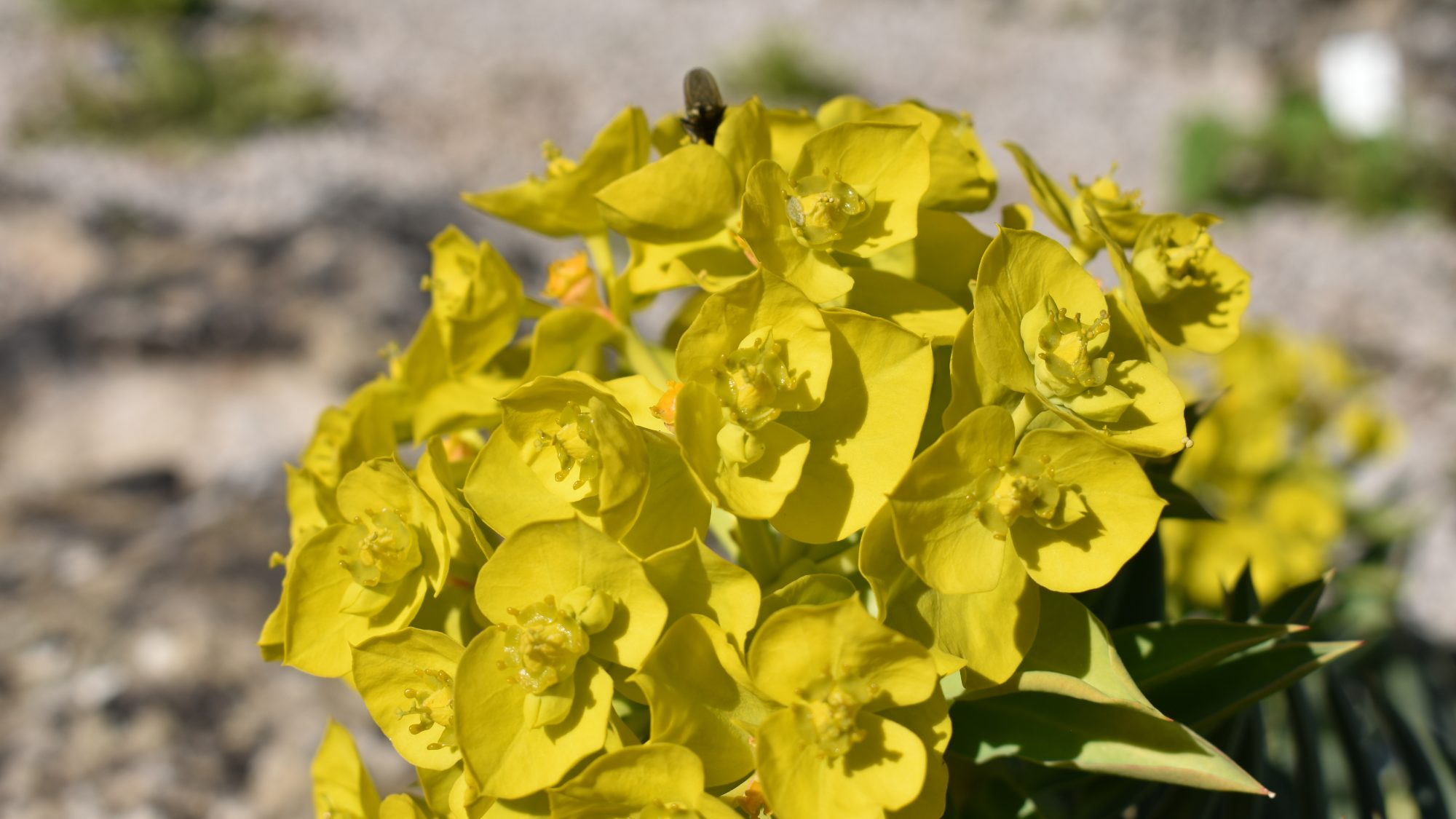 Euphorbia rigida