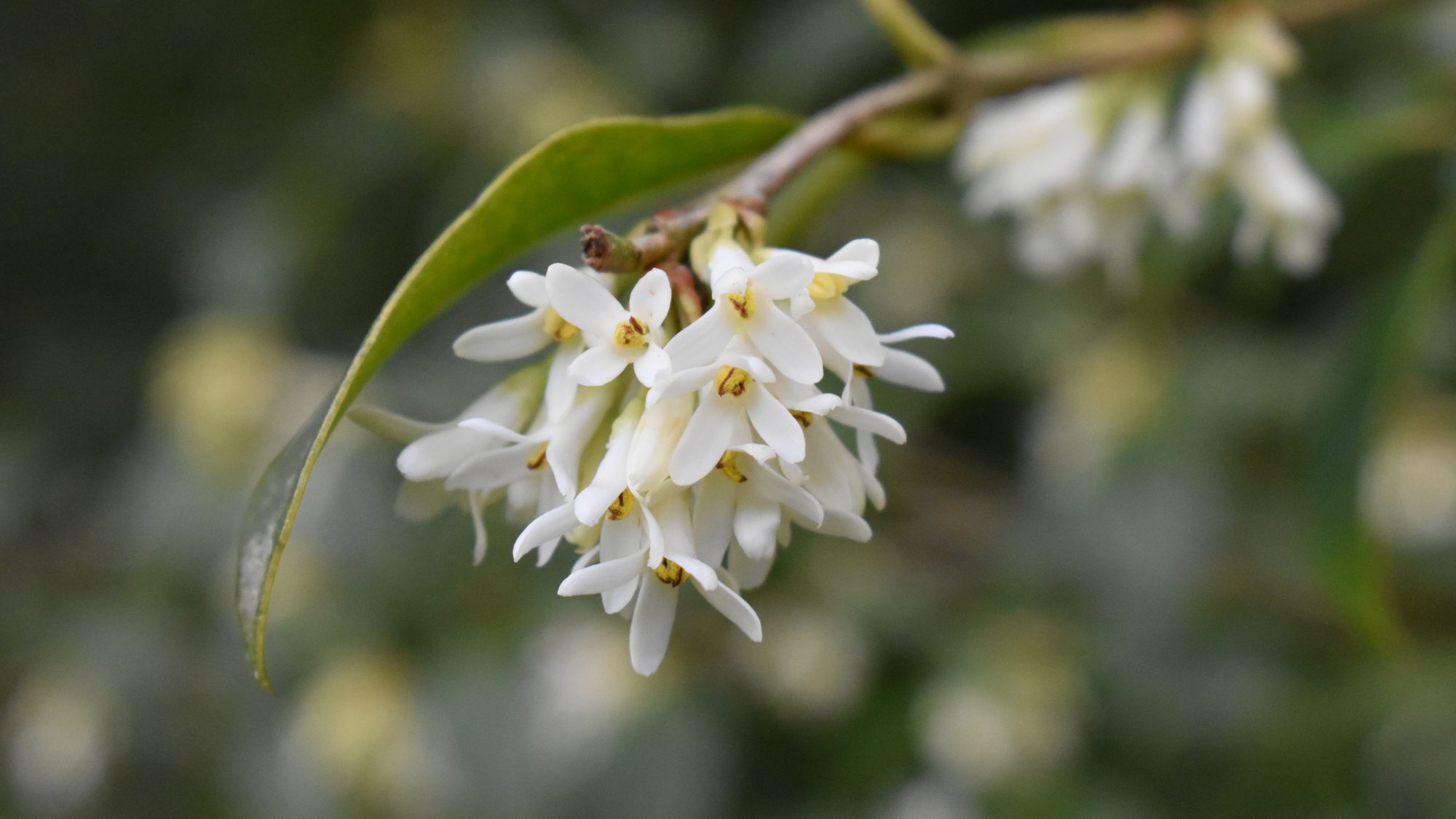 Osmanthus x burkwoodii