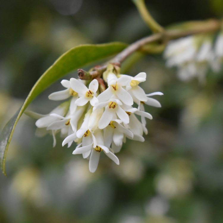 Osmanthus x burkwoodii