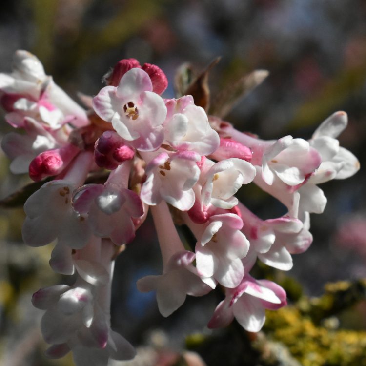 Viburnum grandiflorum