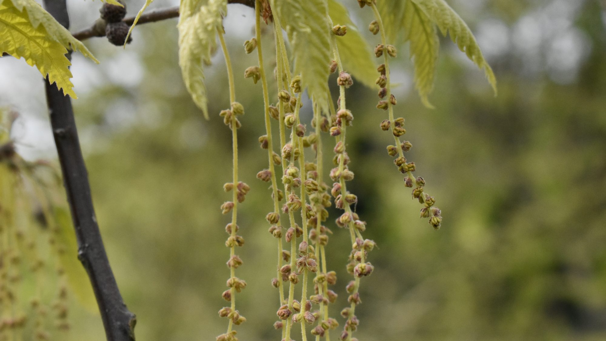 Quercus castaneifolia